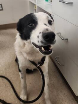 Rex -  Border Collie Dog for Adoption in Green River, Wyoming - Rex | PetCurious