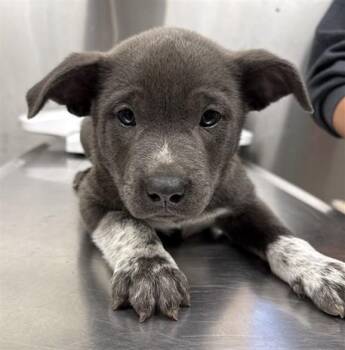 SONIC -  Labrador Retriever and Husky Dog for Adoption in Fairbanks, Alaska - SONIC | PetCurious