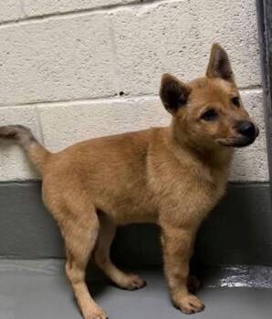 Bumblebee -  Labrador Retriever Dog for Adoption in Statesville, North Carolina - Bumblebee | PetCurious