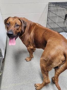 Rhodesian Ridgeback Dogs Available for Adoption in Hopkinsville, Kentucky - Aza | PetCurious