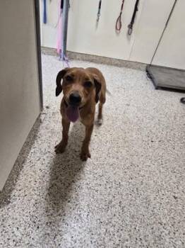 Mixed Breed Dogs Available for Adoption - WEDNESDAY | PetCurious