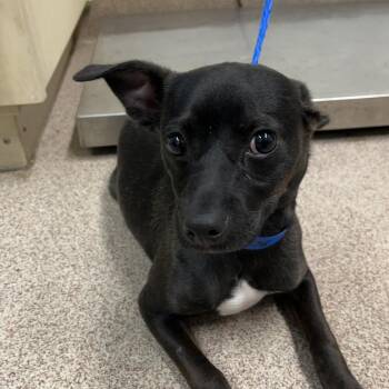 Chewie -  Mixed Breed Dog for Adoption in Ardmore, Oklahoma - Chewie | PetCurious