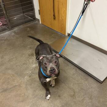 Royal -  Pit Bull Terrier Dog for Adoption in Ottawa, Kansas - Royal | PetCurious