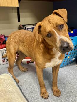 Brisket -  Mixed Breed Dog for Adoption in St. Joseph, Michigan - Brisket | PetCurious
