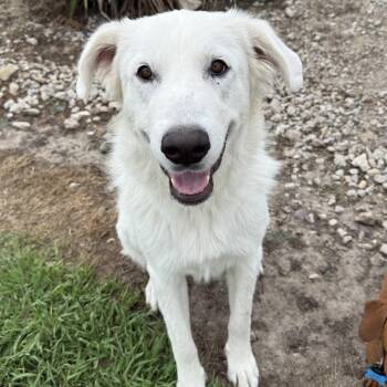 Ellie -  Great Pyrenees Dog for Adoption in Krum, Texas - Ellie | PetCurious
