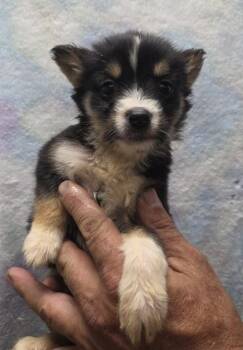 Rebecca -  Siberian Husky and Mixed Breed Dog for Adoption in Malvern, Pennsylvania - Rebecca | PetCurious