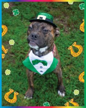 Boxer and Terrier Dogs Available for Adoption - Bobble | PetCurious