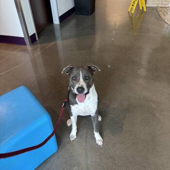 Rescue Border Collie and American Staffordshire Terrier Dogs for Adoption in Manvel, Texas - Levi | PetCurious