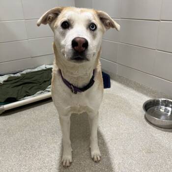 Rescue Labrador Retriever and Husky Dogs for Adoption - Naomi | PetCurious