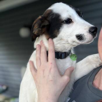 Cinch -  Mixed Breed Dog for Adoption in Rochester, Minnesota - Cinch | PetCurious