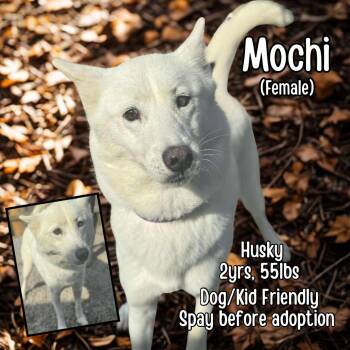 Rescue Husky Dogs for Adoption in Lancaster, Kentucky - Mochi | PetCurious