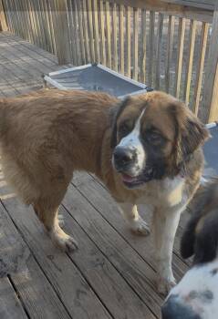 Saint Bernard Dogs Available for Adoption - Bernice (Neecie) | PetCurious