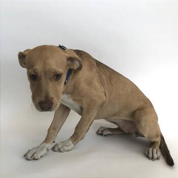 Green -  Terrier Dog for Adoption in Brentwood, Missouri - Green | PetCurious
