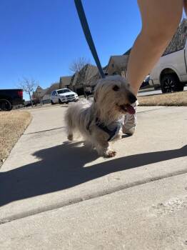 Dachshund Dogs Available for Adoption - Hannah | PetCurious