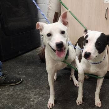 Rescue Pit Bull Terrier and Mixed Breed Dogs for Adoption in Evensville, Tennessee - Lizzie | PetCurious