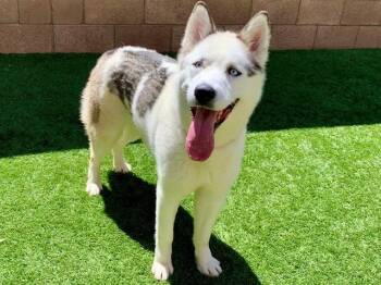 Siberian Husky Dogs Available for Adoption in San Marcos, California - SAVE ME PLEASE! Monique #A549691 | PetCurious