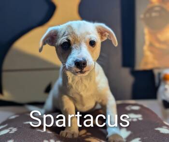 Rescue Chihuahua Dogs for Adoption in Kingsburg, California - Spartacus | PetCurious
