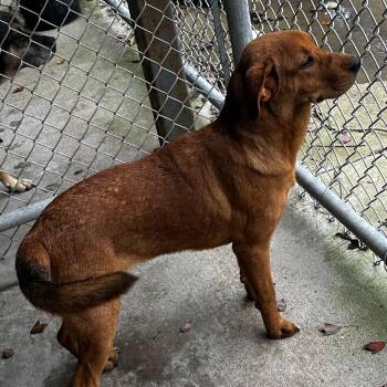 Rescue Mixed Breed Dogs for Adoption in Gadsden, Alabama - ELM 65 (Dash) | PetCurious