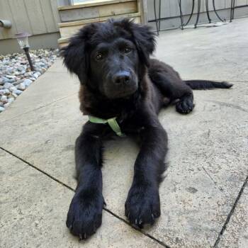 Kronk -  Chow Chow and Golden Retriever Dog for Adoption in Olathe, Kansas - Kronk | PetCurious