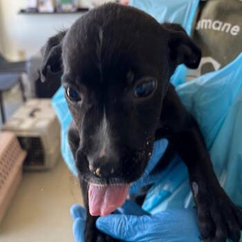 Terrier and Mixed Breed Dogs Available for Adoption - Hemi | PetCurious