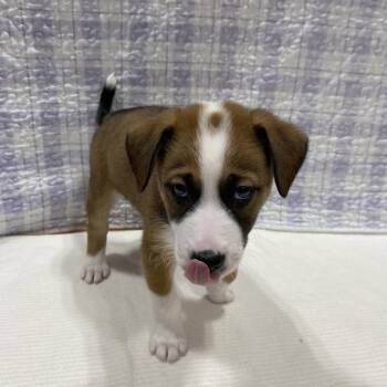 German Shepherd Dog and Collie Dogs Available for Adoption in Puslinch, Ontario - Canyon | PetCurious