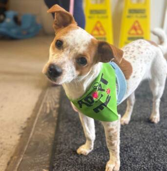 Sweetie -  Mixed Breed Dog for Adoption in Salem, Oregon - Sweetie | PetCurious