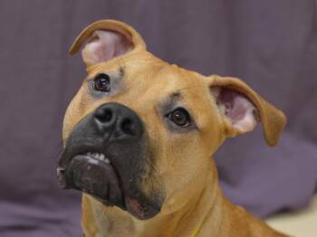 Bartholomew -  Pit Bull Terrier Dog for Adoption in Portland, Oregon - Bartholomew | PetCurious