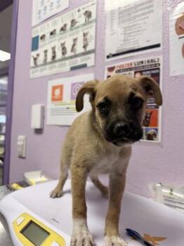 61246373 -  Mixed Breed Dog for Adoption in El Paso, Texas - 61246373 | PetCurious