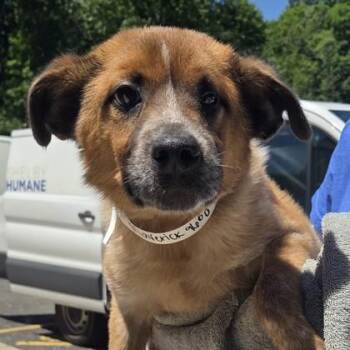 Maverick -  Mixed Breed Dog Available for Adoption in Voorhees Township, New Jersey - Maverick | PetCurious