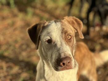 Rescue Labrador Retriever Dogs for Adoption in Klein, Texas - Atlas | PetCurious