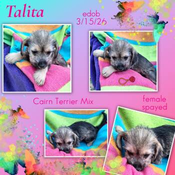 Talita WV14426-T -  Cairn Terrier and Yorkshire Terrier Dog Available for Adoption in Missouri City, Texas - Talita WV14426-T | PetCurious