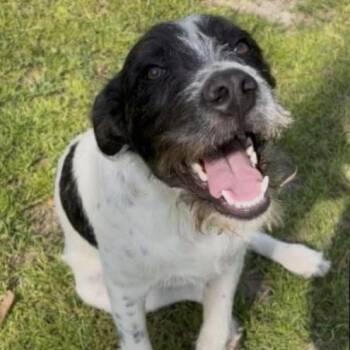 Blackjack -  German Wirehaired Pointer and None Dog for Adoption in Quincy, Florida - Blackjack | PetCurious