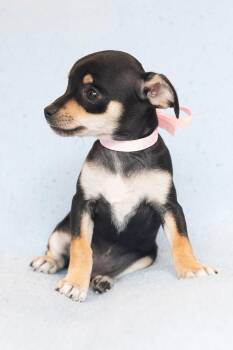 Jiggle: Panna Cotta -  Chihuahua Dog for Adoption in Palo Alto, California - Jiggle: Panna Cotta | PetCurious