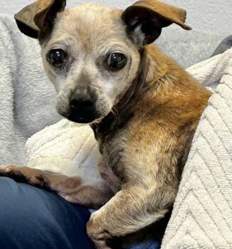 Chihuahua Dogs Available for Adoption in Jamestown, California - Perlita | PetCurious