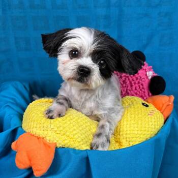 Posey -  Shih Tzu Dog for Adoption in Hondo, Texas - Posey | PetCurious