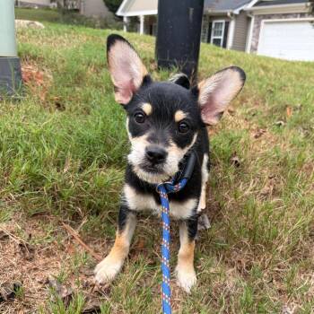 Pua 2026-334 -  Chihuahua Dog for Adoption in Winder, Georgia - Pua 2026-334 | PetCurious