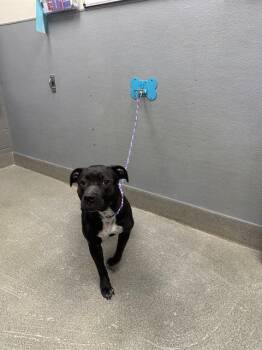 VIOLET -  Pit Bull Terrier Dog for Adoption in Las Vegas, Nevada - VIOLET | PetCurious