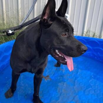 Miles -  Shepherd and Labrador Retriever Dog for Adoption in Hackett, Arkansas - Miles | PetCurious