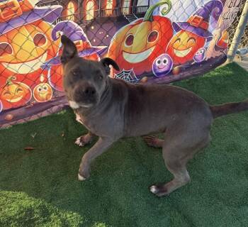 Rescue Pit Bull Terrier Dogs for Adoption in Eagle, Idaho - Wren **Courtesy Post. Out Of Town Pet. See Below For Details** | PetCurious