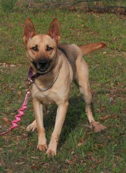 Belgian Shepherd Malinois and German Shepherd Dog Dogs Available for Adoption in Attalla, Alabama - Blondie | PetCurious