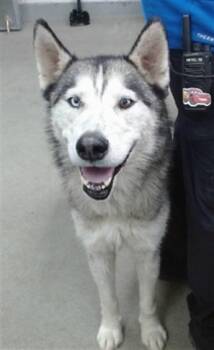 ASTRO -  Siberian Husky Dog for Adoption in Salinas, California - ASTRO | PetCurious