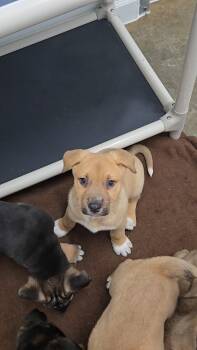 Shepherd Dogs Available for Adoption - Hopper | PetCurious