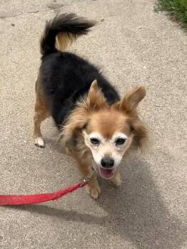 Chihuahua Dogs Available for Adoption in Hillside, Illinois - LeLe CA | PetCurious