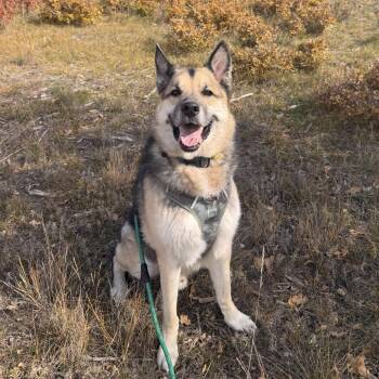 1221 (2026) Teddy -  Alaskan Malamute Dog for Adoption in Parker, Colorado - 1221 (2026) Teddy | PetCurious