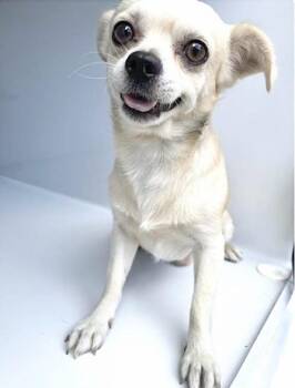 A660543 -  Chihuahua Dog for Adoption in Houston, Texas - A660543 | PetCurious