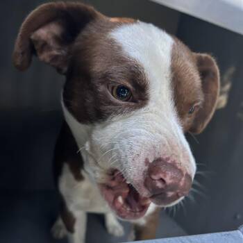SQUIGGY -  Mixed Breed Dog for Adoption in Greensboro, North Carolina - SQUIGGY | PetCurious