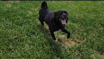 Twister -  French Bulldog and Pug Dog for Adoption in New Cumberland, West Virginia - Twister | PetCurious