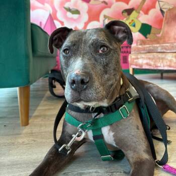 Lilly -  Mixed Breed Dog for Adoption in Murray, Utah - Lilly | PetCurious