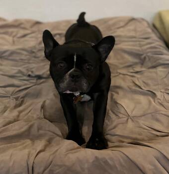 French Bulldog Dogs Available for Adoption in San Tan Valley, Arizona - Lola | PetCurious
