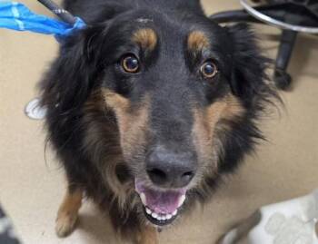 RUSTY -  Australian Shepherd Dog for Adoption in San Clemente, California - RUSTY | PetCurious